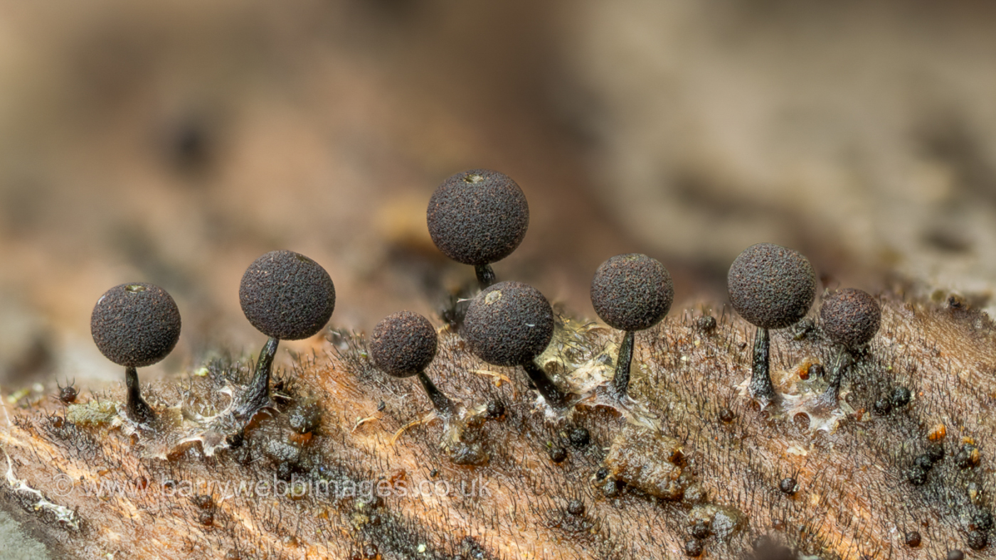 Photo © Barry Webb FRPS Enerthenema papillatum byBarry Webb FRPS